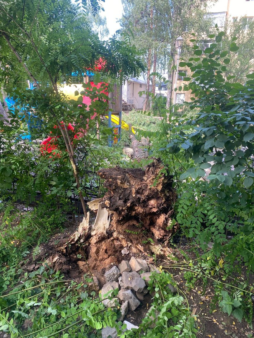 Un copil a fost rănit la locul de joacă după ce un copac s-a rupt şi a căzut peste el, la Suceava. FOTO
