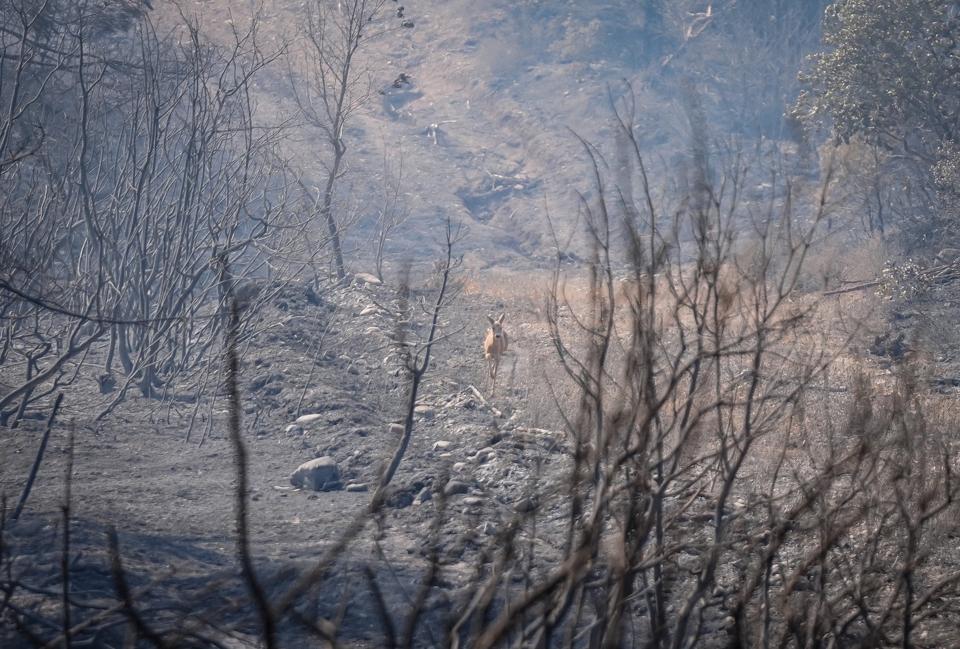 Incendiu puternic și secetă în Turcia. Sute de persoane, evacuate de urgență din provincia Canakkale
