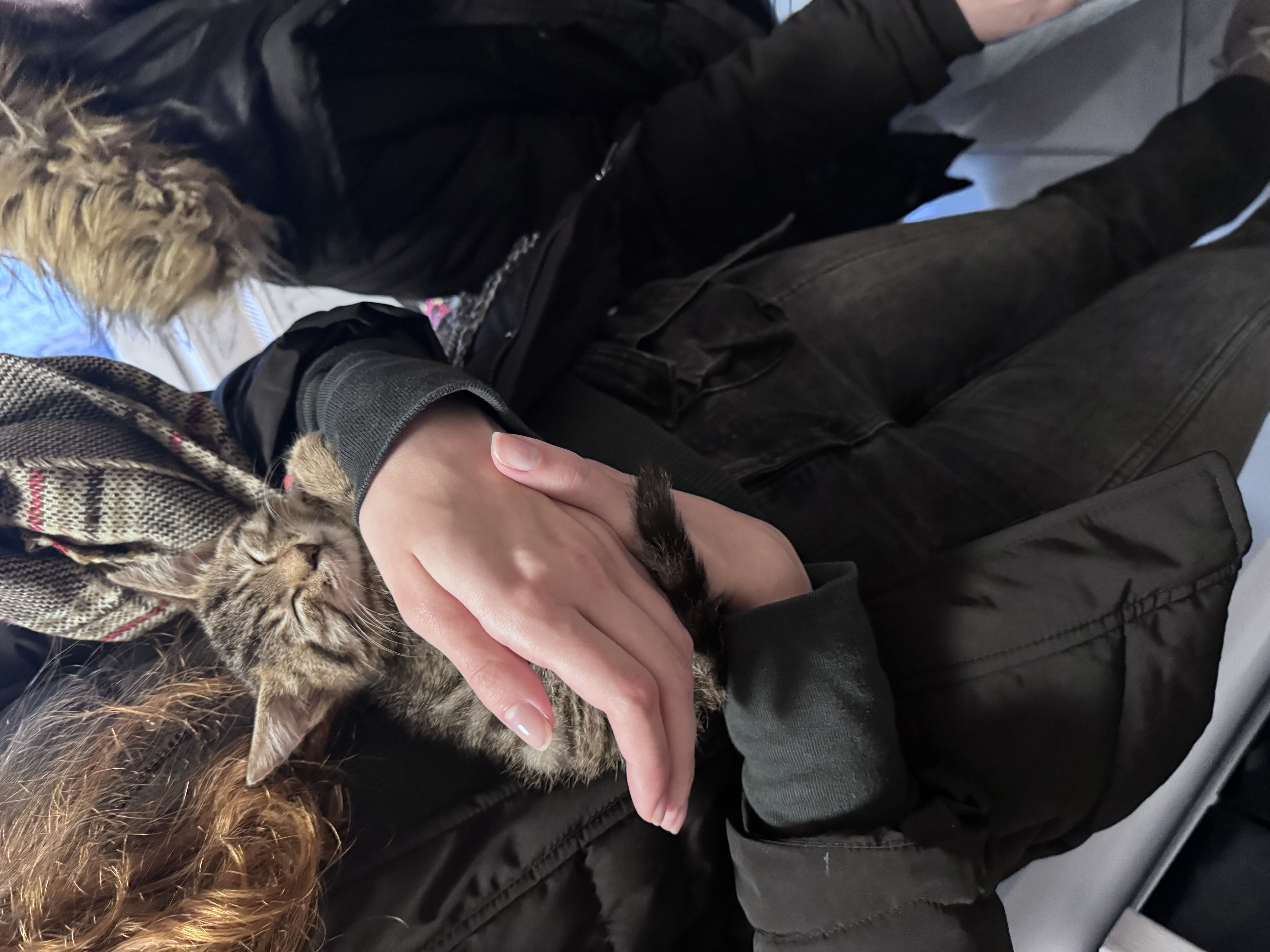 Casa de avocatură transformată în târg de adopție pentru pisici. Povestea pisicilor Aristo și Crat. Marius Todeancă, avocat: „Responsabilitatea față de animale este un semn de civilizație, nu un hobby”