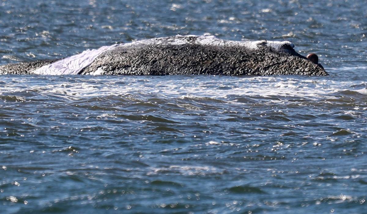 Timmy, balena blocată de două luni în apele Germaniei, a fost eliberată în Marea Nordului