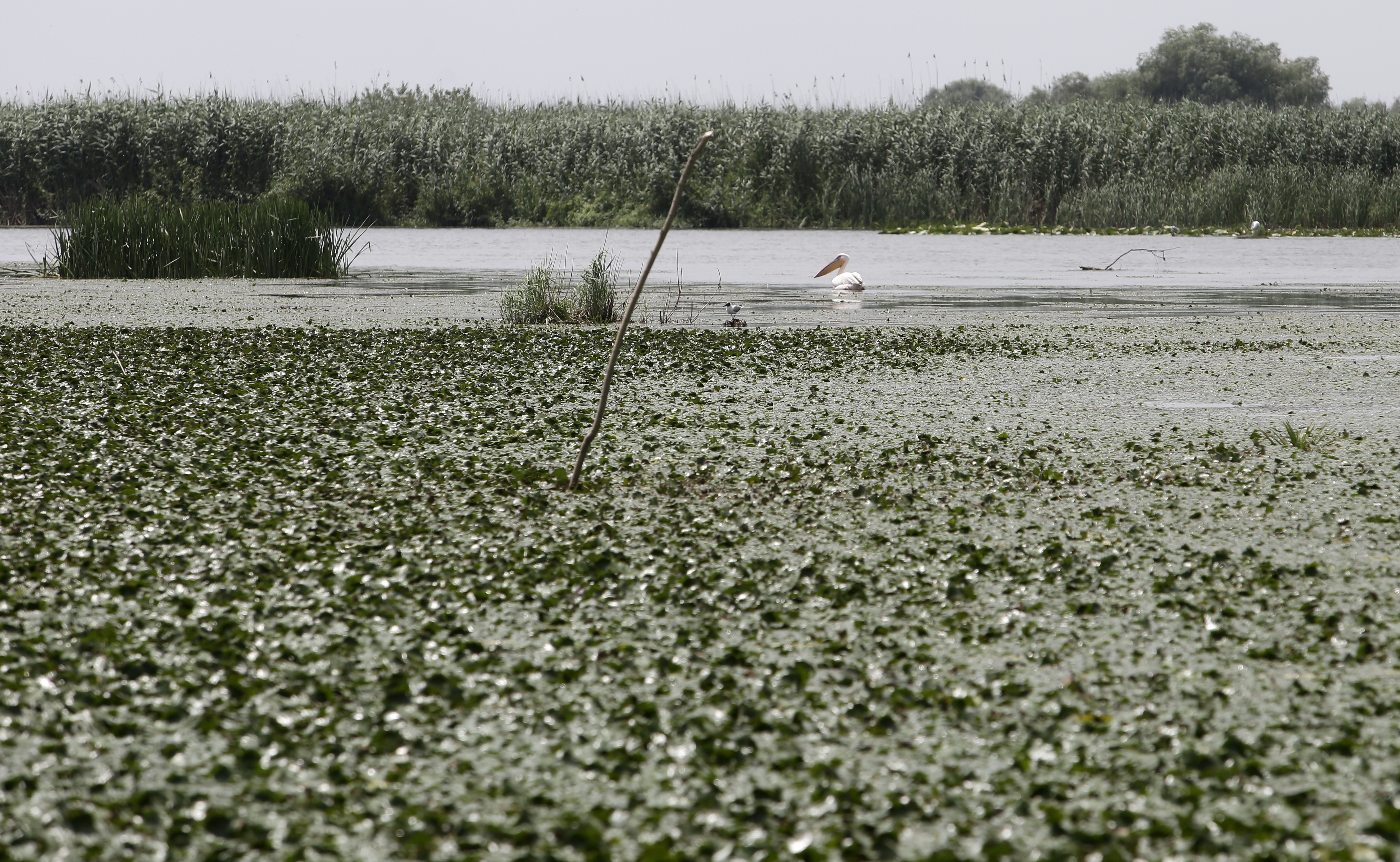 FOTOREPORTAJ/ Prin Delta Dunării, în căutarea sălbăticiei