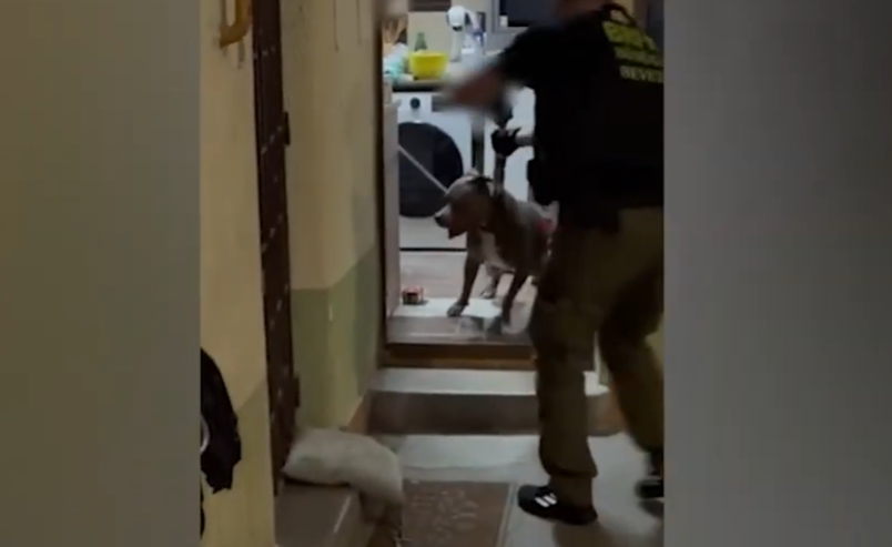 Egy dühös kutyával találták szembe magukat a rendőrök a XIII. kerületi drogkereskedő lakásán – videó