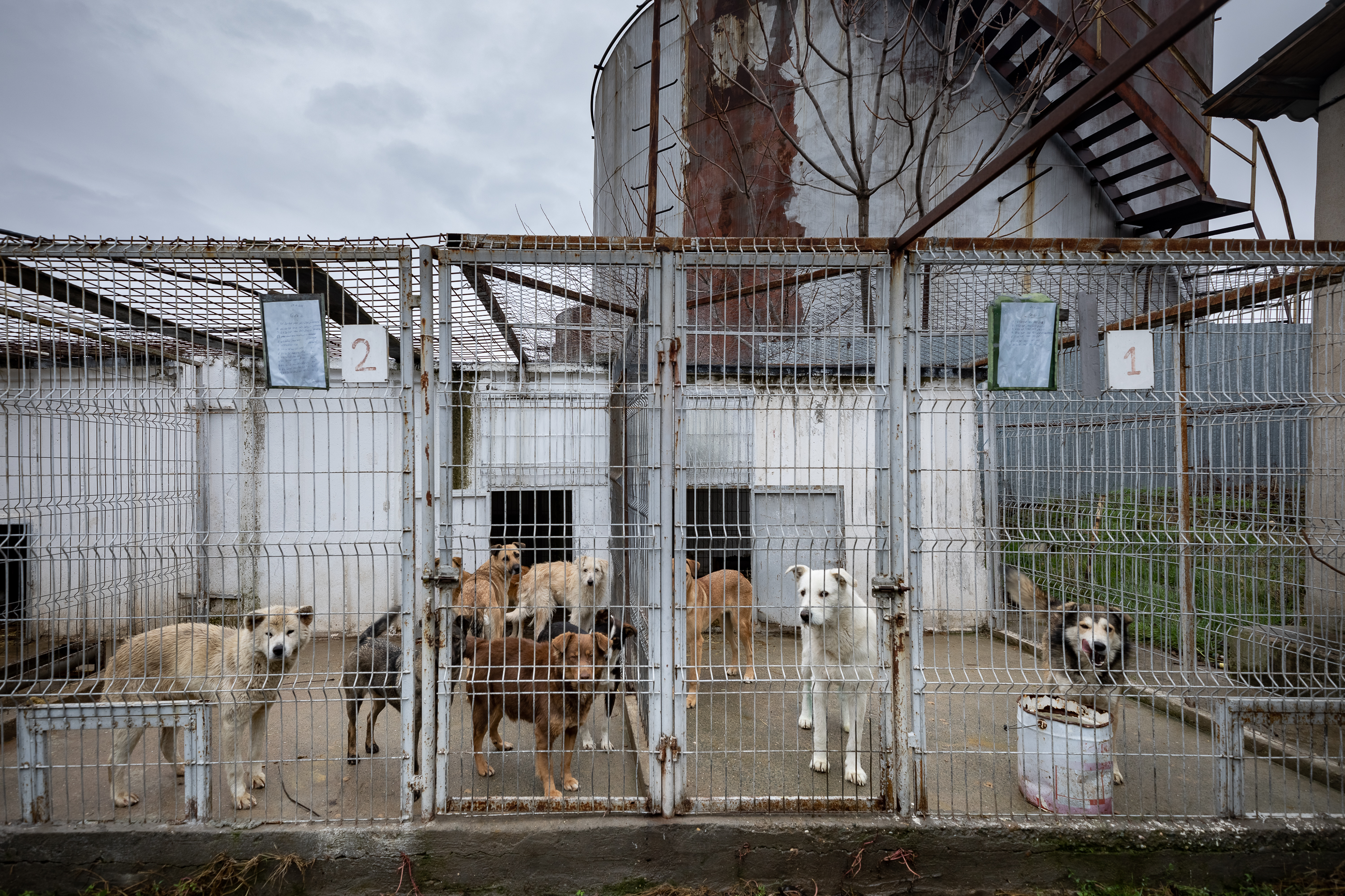Poliţia Animalelor a împlinit un an. Peste o mie de animale salvate, zeci de dosare penale și 15 persoane arestate