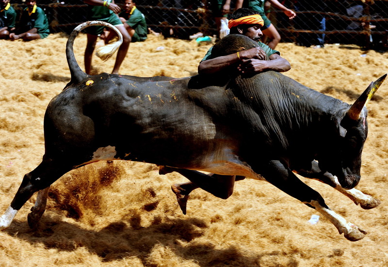 Un mort și zeci de răniți în prima zi a unui festival rodeo în India. Taurii sunt îmbătați înainte de a fi eliberați
