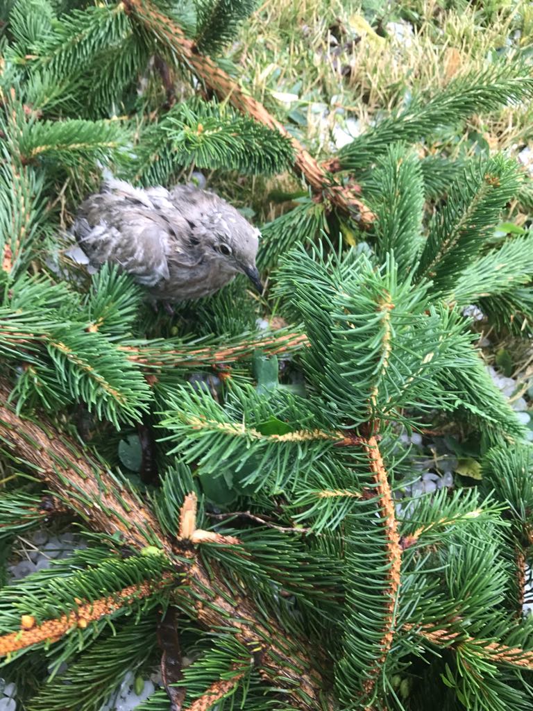 UPDATE: Inundațiile și furtunile au făcut ravagii în șase județe din țară. Zeci de oameni, pe drumuri în urma vijeliei
