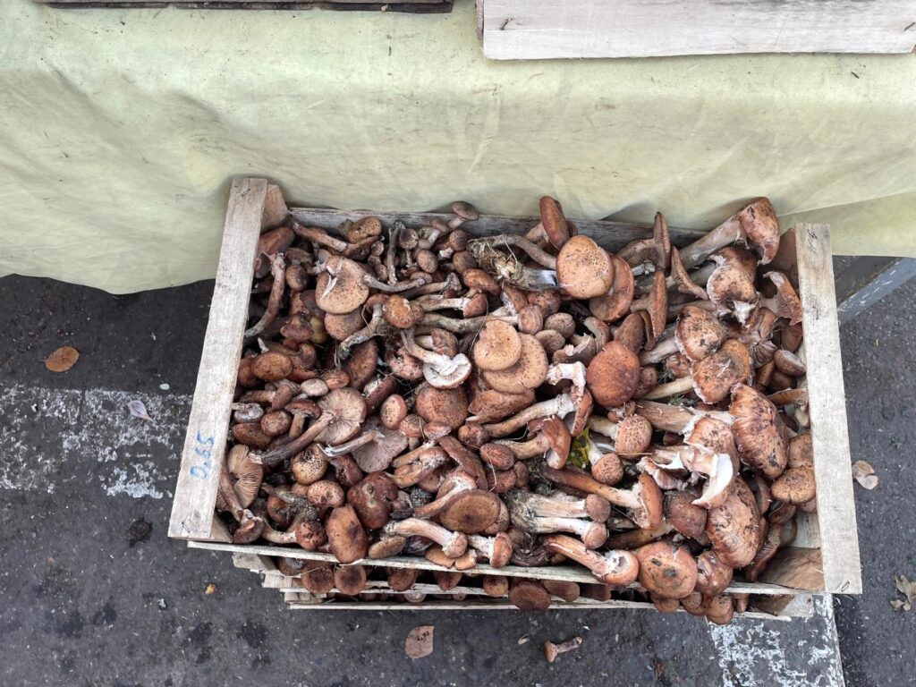 Creștere a intoxicațiilor cu ciuperci din piețe la Iași. Comercianții vând fără autorizație
