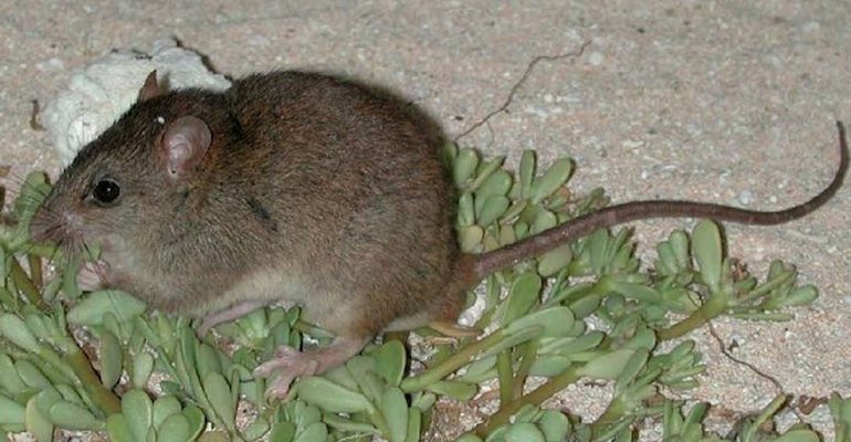 Oamenii exploatează și  distrug natura într-un ritm fără precedent. Raport: în ultimii 50 de ani, planeta a pierdut 68% din populațiile de vertebrate