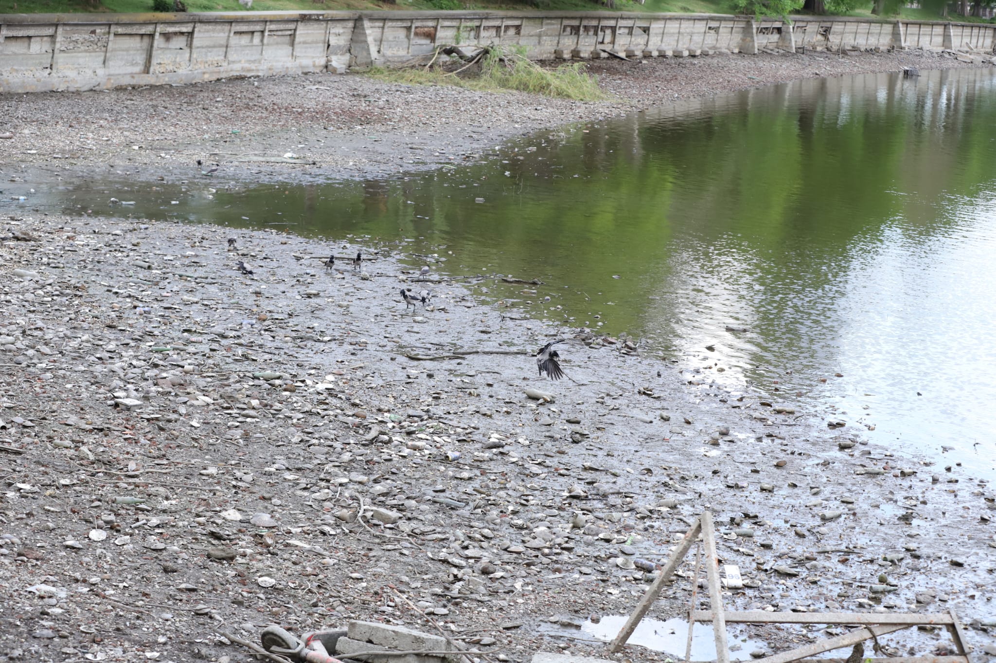 Peștii din Lacul Herăstrău din București au fost strânși după procesul de golire. Ce urmează să se întâmple cu aceștia