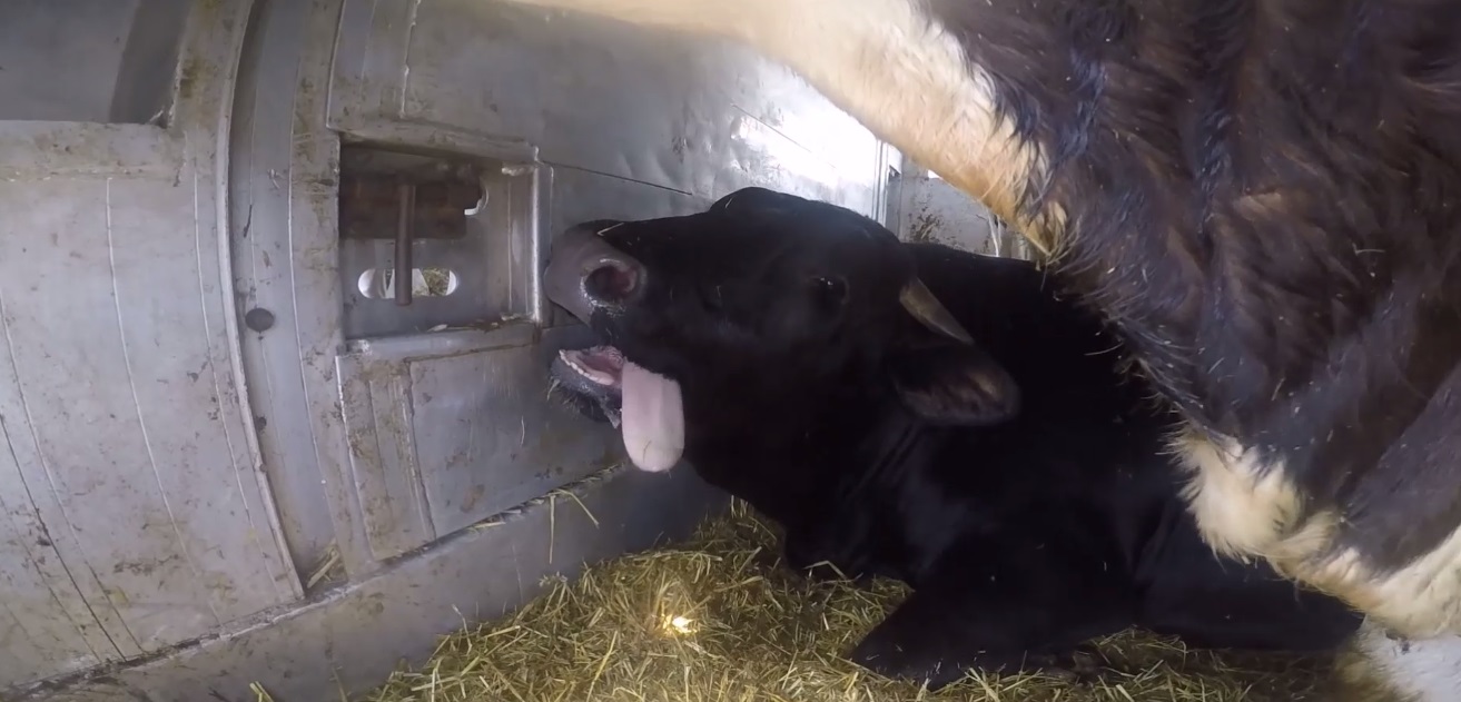 VIDEO/ Animalele din România, transportate în condiții îngrozitoare. Riscăm o anchetă a Parlamentului European. Atenţie, imagini care vă pot afecta emoţional!