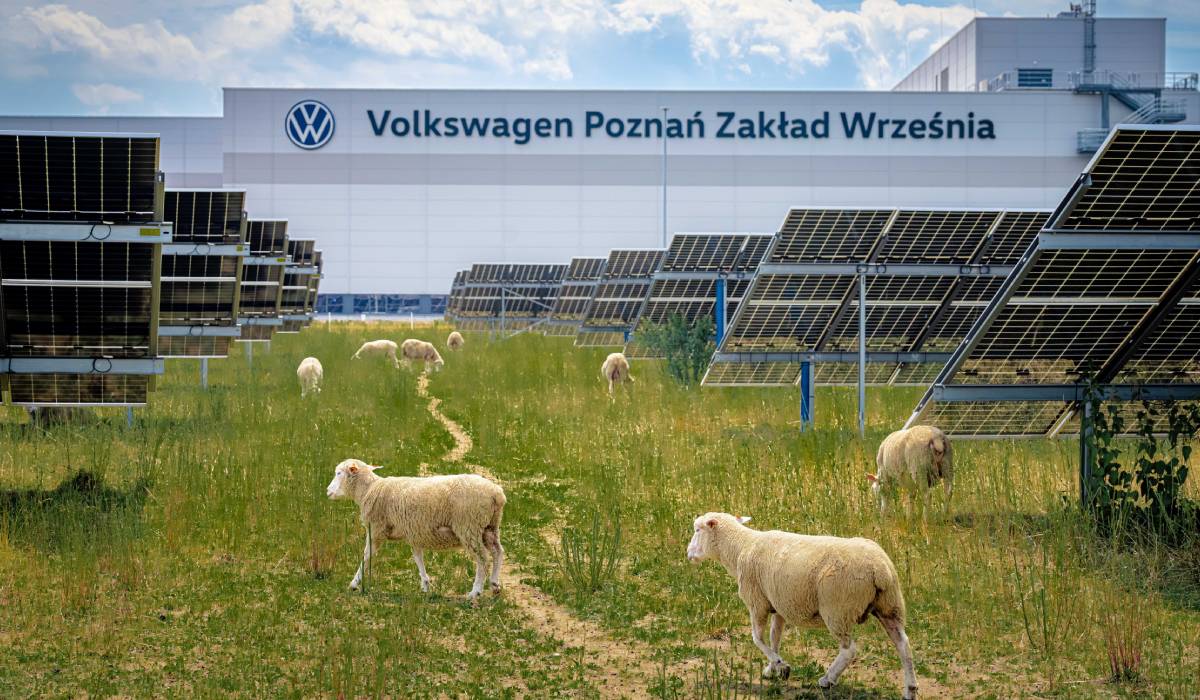 Volkswagen a înlocuit mașinile de tuns iarba cu 100 de oi. Animalele pasc liniștite sub 31.000 de panouri solare, în Polonia