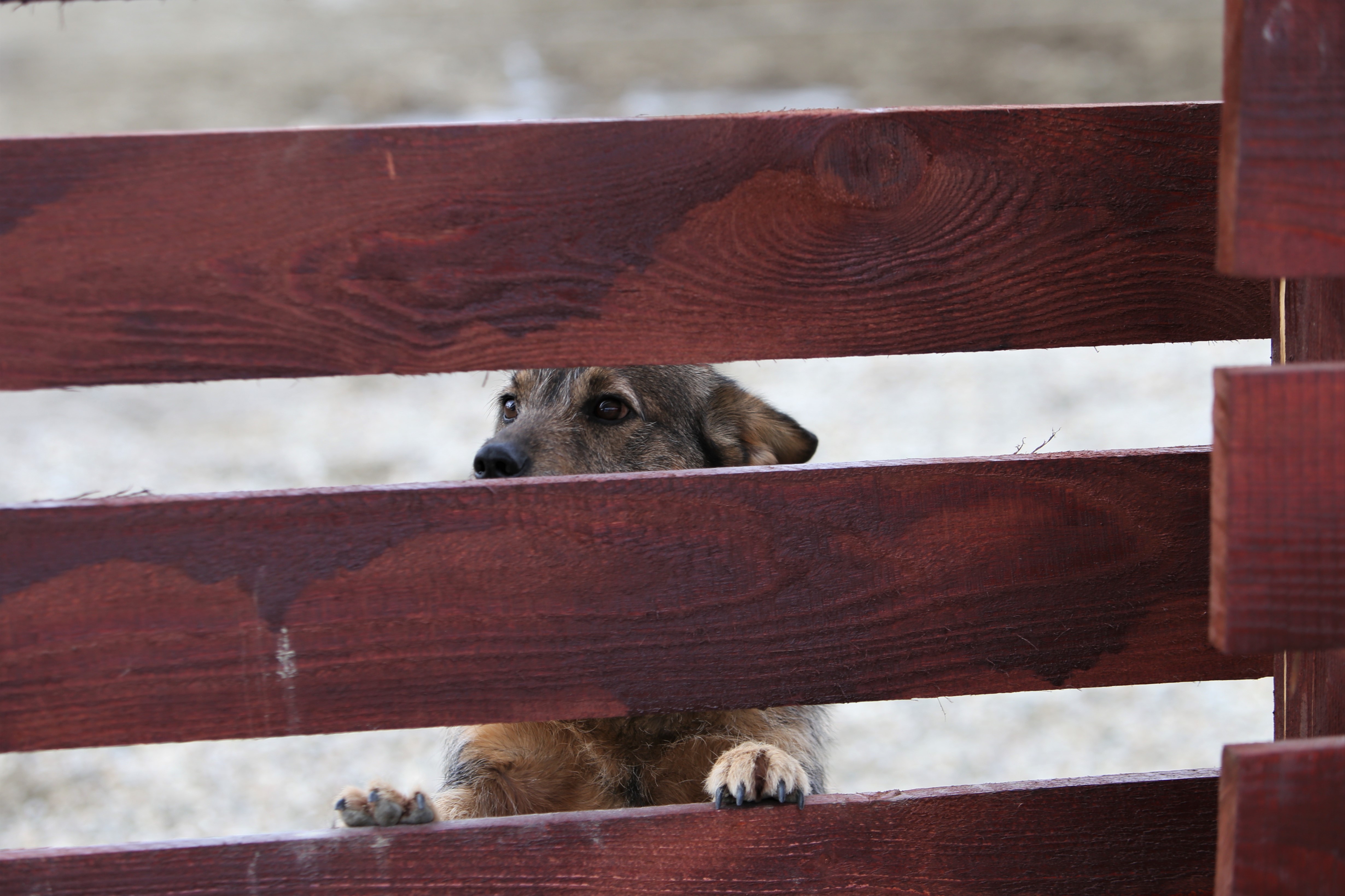 Povestea tristă a lui Papi, un pui de căprioară rănit, a însemnat începutul unui proiect uimitor: Sanctuarul Papi Land, locul unde animalele de fermă abuzate și torturate reînvață să trăiască