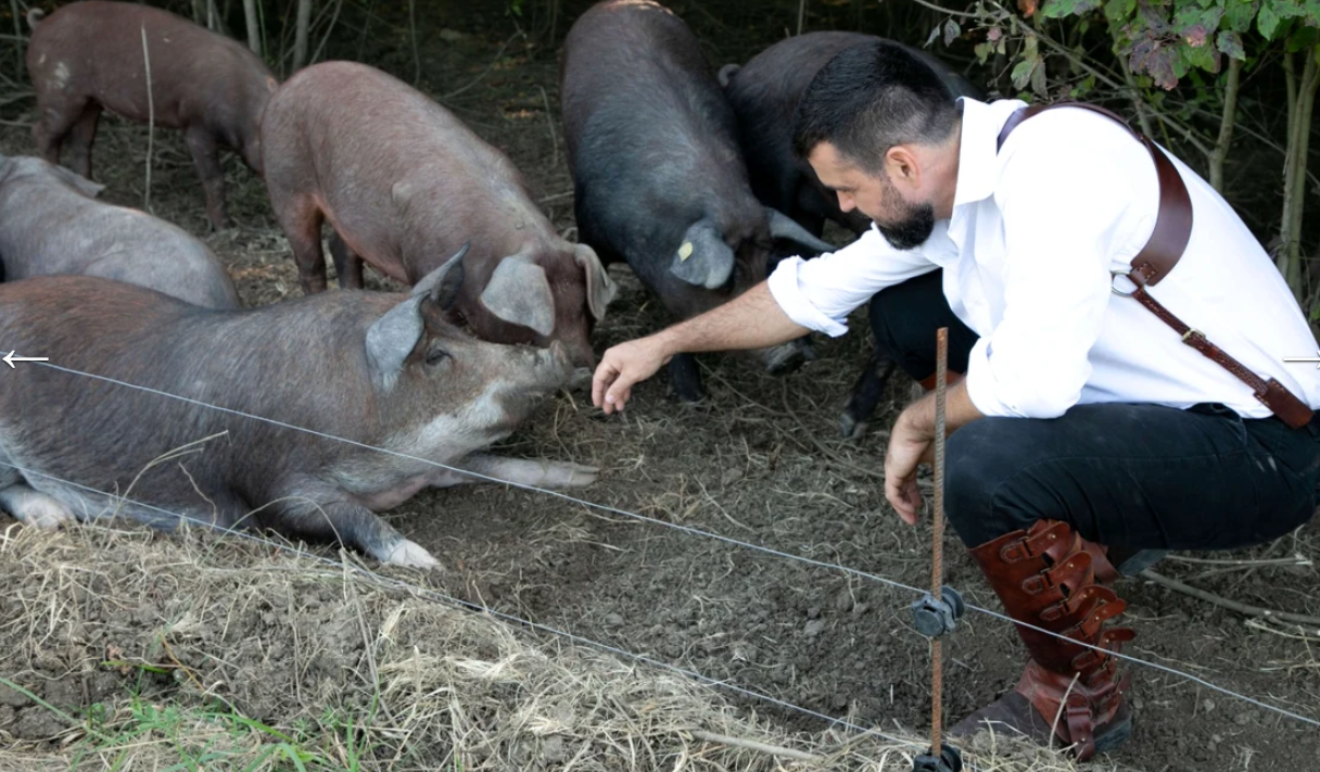Cât costă un porc de 120 kg, pentru Crăciun, la ferma lui Vlad Miriță din Târgoviște. „Noi nu ne comparăm cu industria”