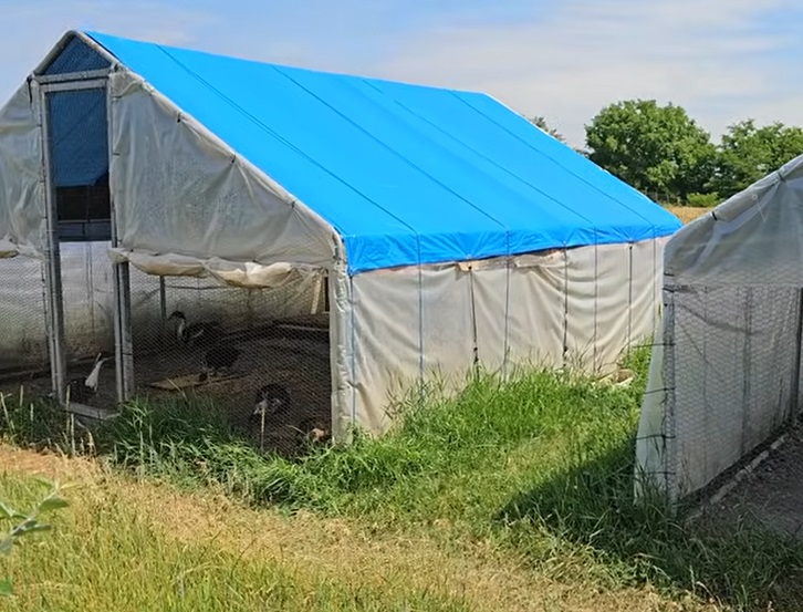 Imagini cu gospodăria lui Florin Călinescu de la Buftea. Are găini, porci, bibilici, dar și o grădină cu legume și o livadă