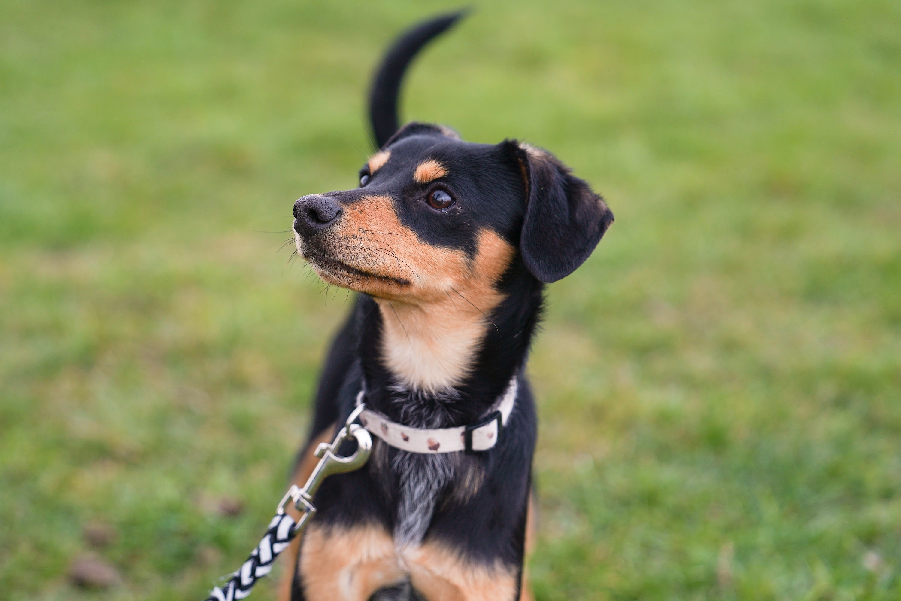 Tu bezpłatnie zaczipujesz psa i kota