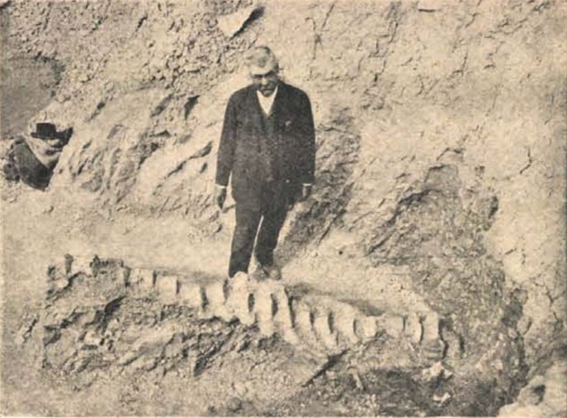 Őslényraktárban őrzik a borbolyai bálnát - szenzációs lelet lapul a múzeumban