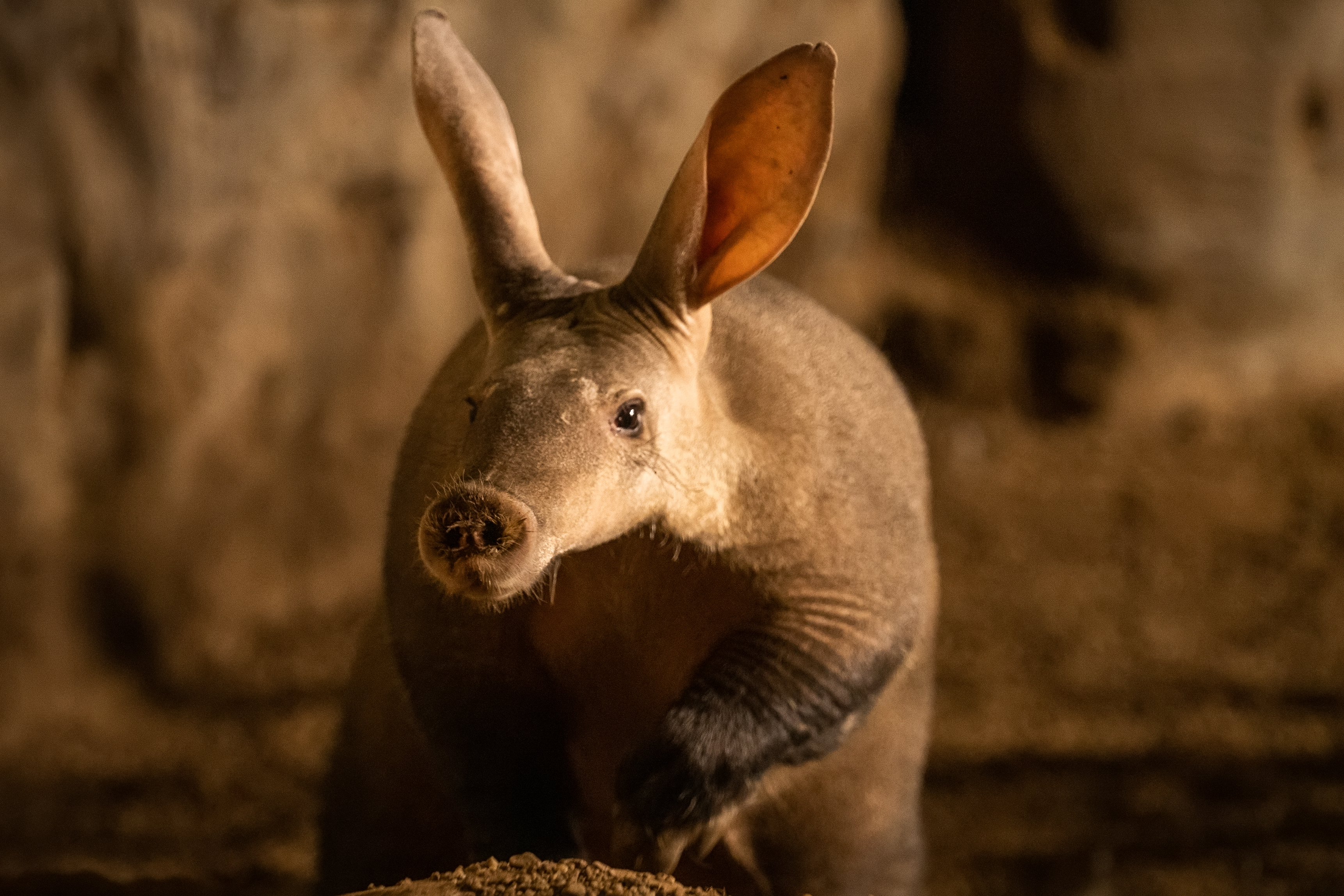 Możesz adoptować tygrysa!