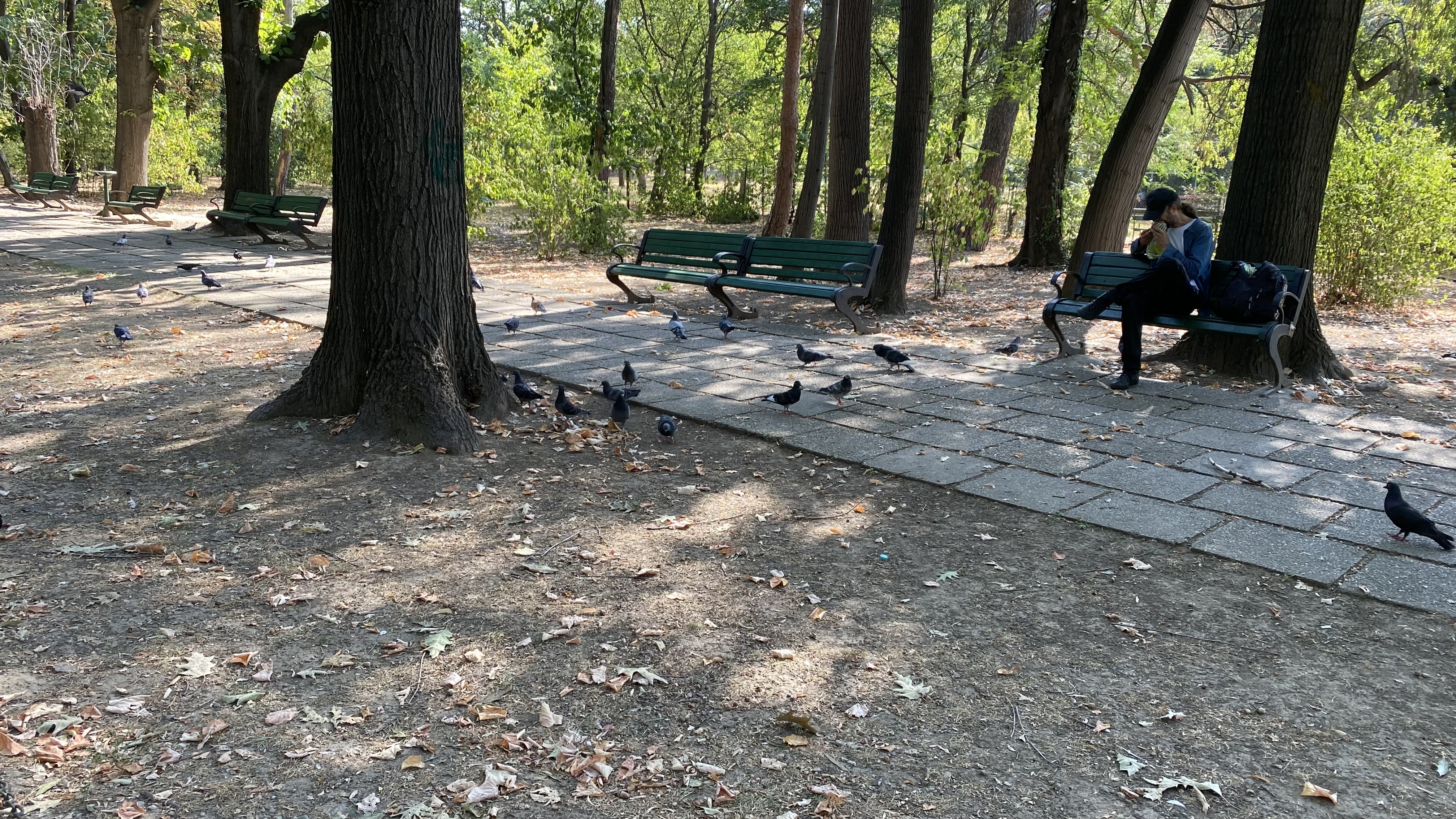 FOTO. Herăstrău, cel mai mare parc al Bucureștiului, arată mai rău ca niciodată. Trandafirii și zonele cu flori sunt istorie, clădirile pentru expoziții au fost vandalizate