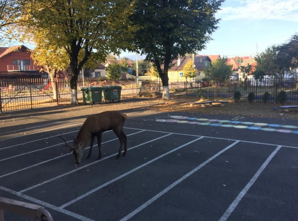 Un cerb a intrat în curtea unei şcoli din Râşnov. Pădurarii au tranchilizat animalul și l-au eliberat în fondul forestier