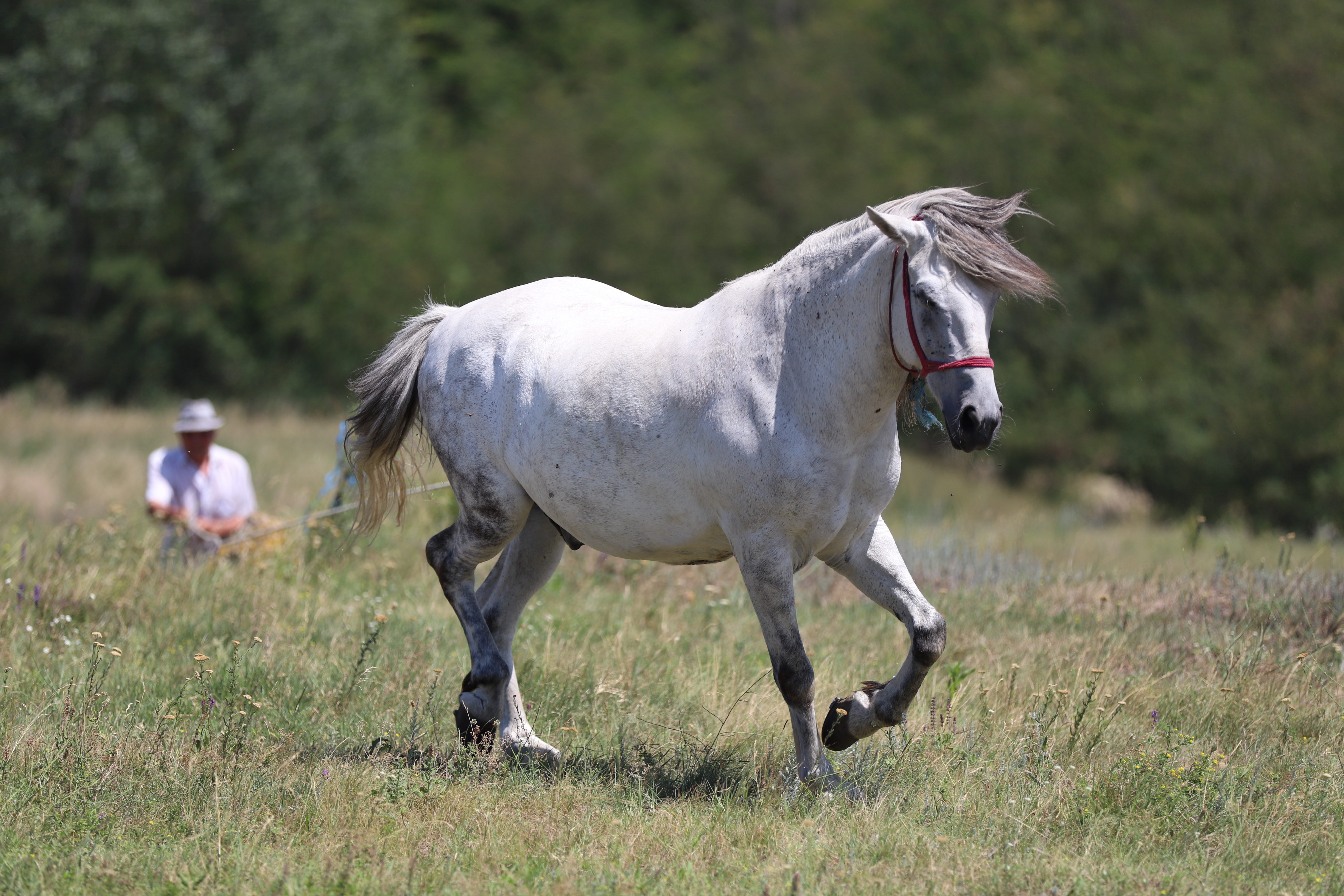 REPORTAJ. De ce un pensionar dintr-un sat din Buzău cară apă de la fântână pentru animale: „Când o mulgi, nu vezi că-i laptele sărat?”