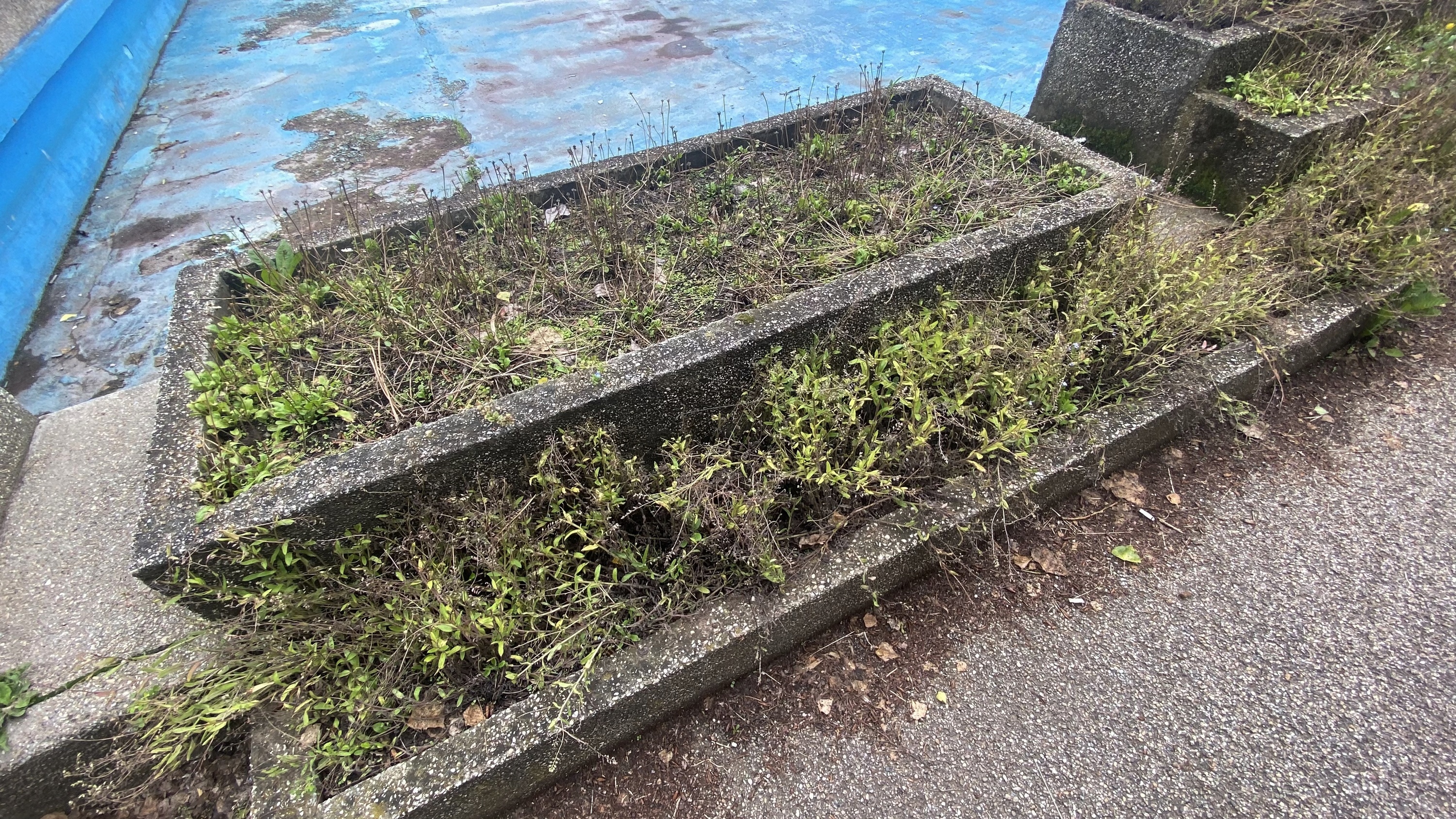 Degradarea continuă în parcurile din București. Insula Trandafirilor din Herăstrău, înghițită de buruieni