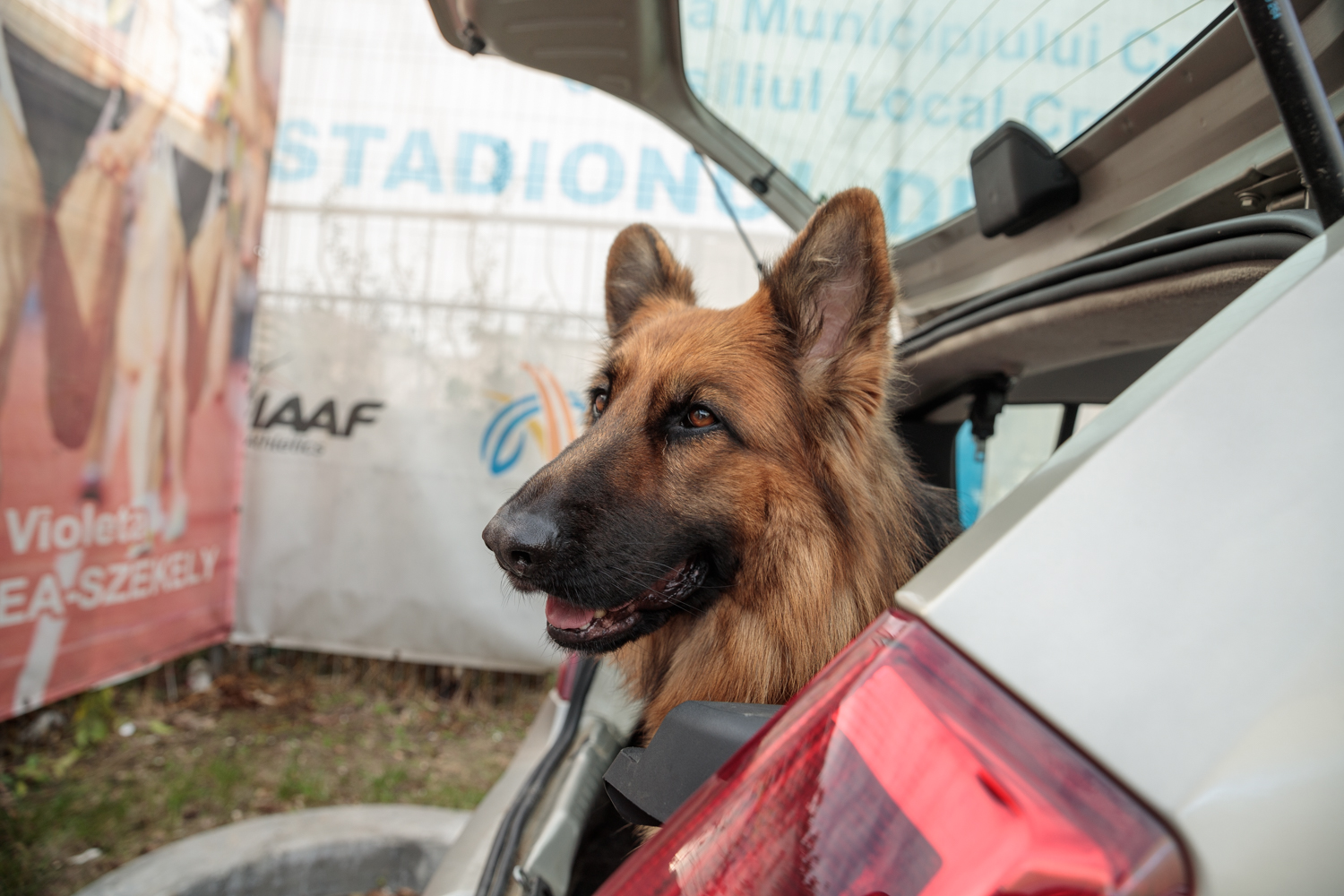 Când cel mai bun prieten al omului îți salvează viața. Cum se pregătesc câinii și voluntarii pentru eventuale catastrofe