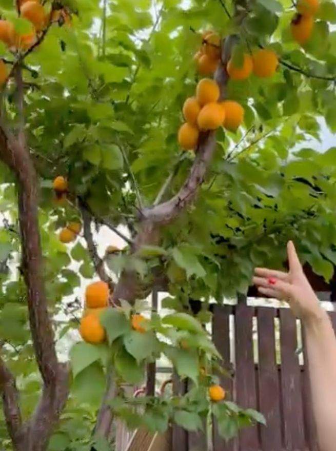 Cum a apărut Gabriela Cristea în curtea casei sale. Fanii au fost șocați cand au văzut cât de mult a slăbit vedeta