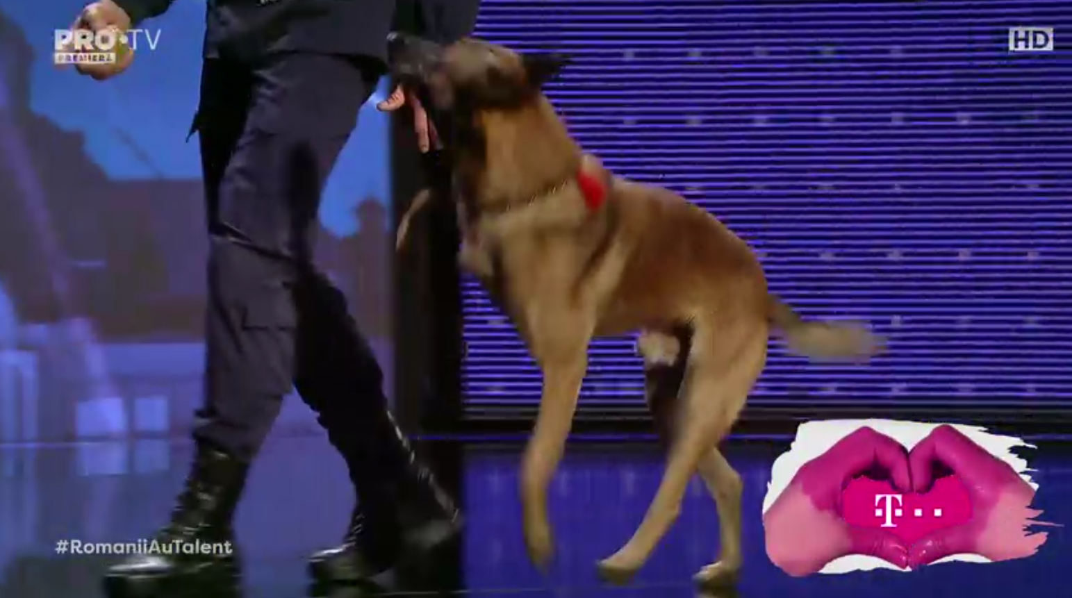 VIDEO | Câinele de frontieră care i-a lăsat fără cuvinte pe jurații Românii au talent