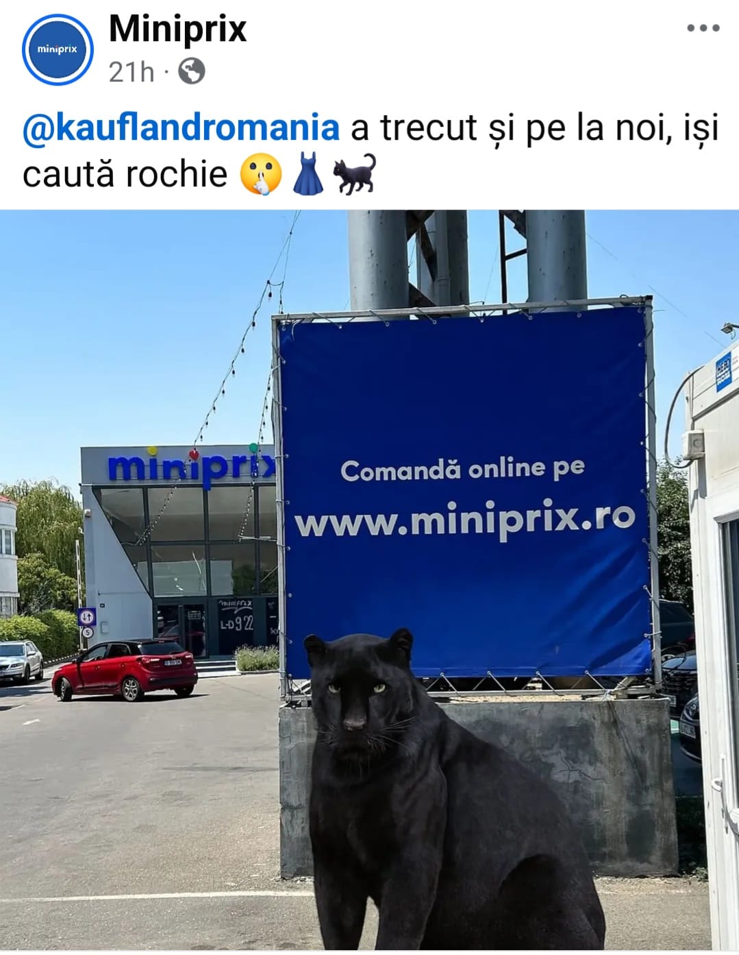 Pantera, noua vedetă virală a României. Firmele se întrec în reclame haioase I VIDEO