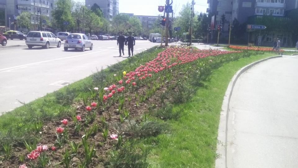 Poliţiştii din Slatina, scoşi în stradă să păzească lalelele şi magnoliile! FOTO