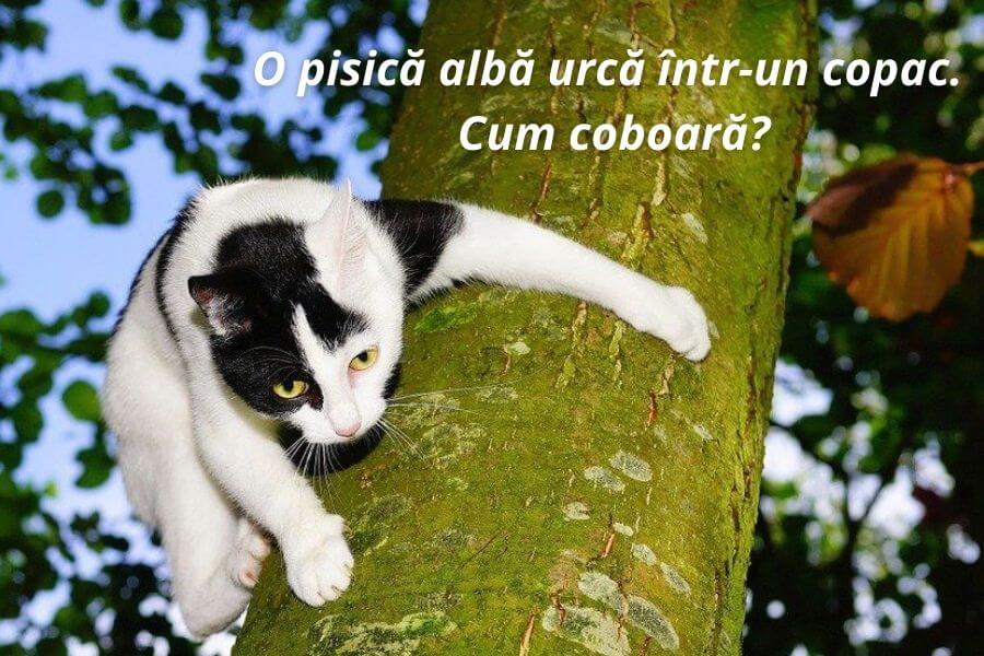 Întrebări capcană - 40 de întrebări capcană care te vor pune în dificultate
