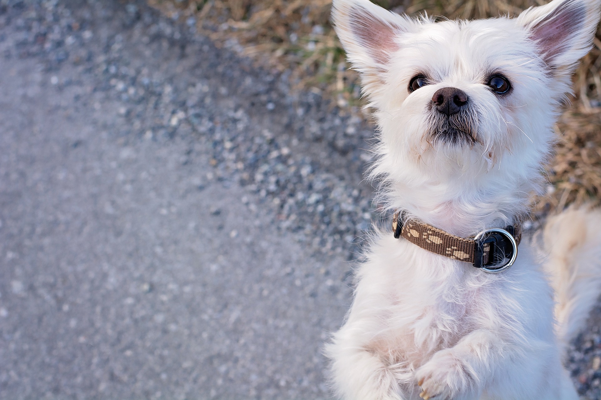Bichon Maltez - ce caracteristici are una dintre cele mai vechi rase de câini