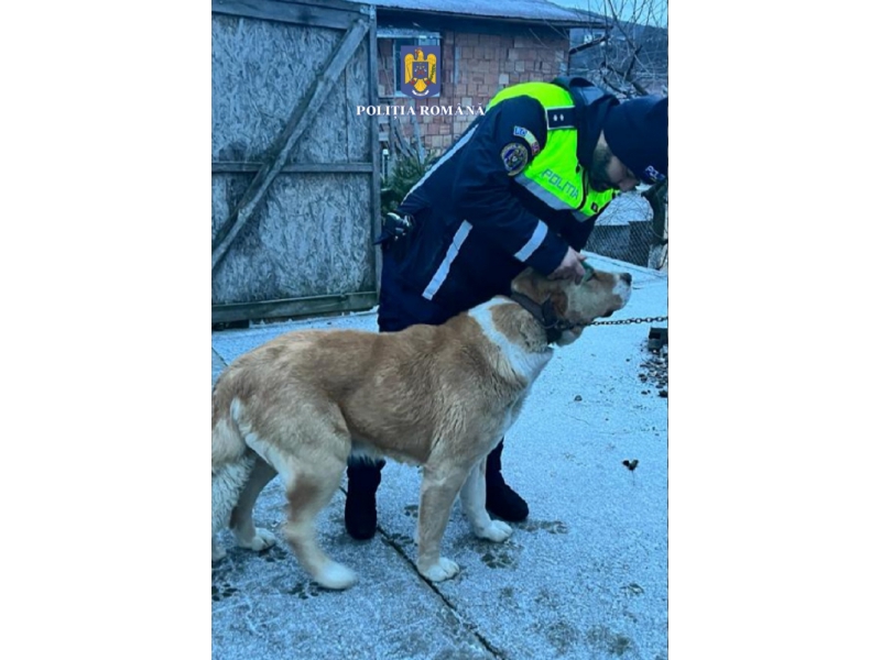 Un bărbat care organiza lupte de câini în Mureș și a tăiat urechile unuia dintre animale, amendat cu 8.000 de lei | FOTO