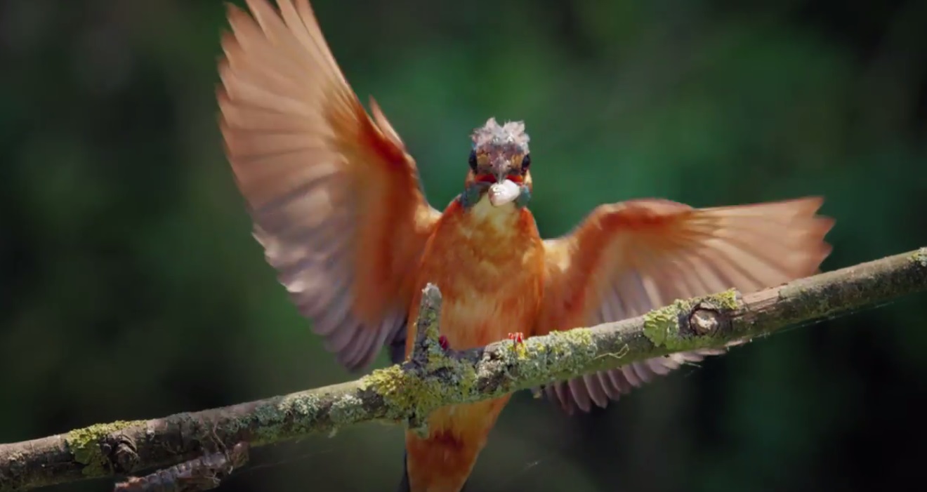 VIDEO România neîmblânzită, imagini fabuloase din pădurile României, într-un film britanic care ajunge azi și în România. Azi este Ziua Internațională a Pădurilor