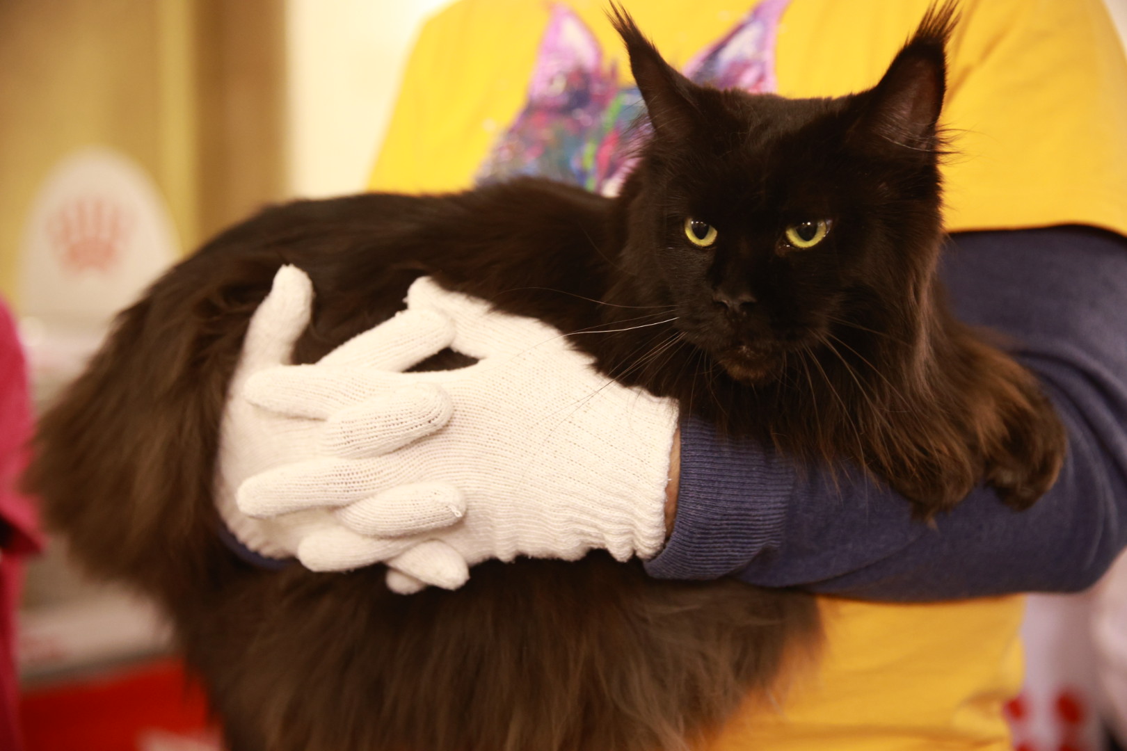 Pisici de top, priviri hipnotizante și povești spectaculoase. Cum a fost la Salonul Felin Internațional SofistiCAT