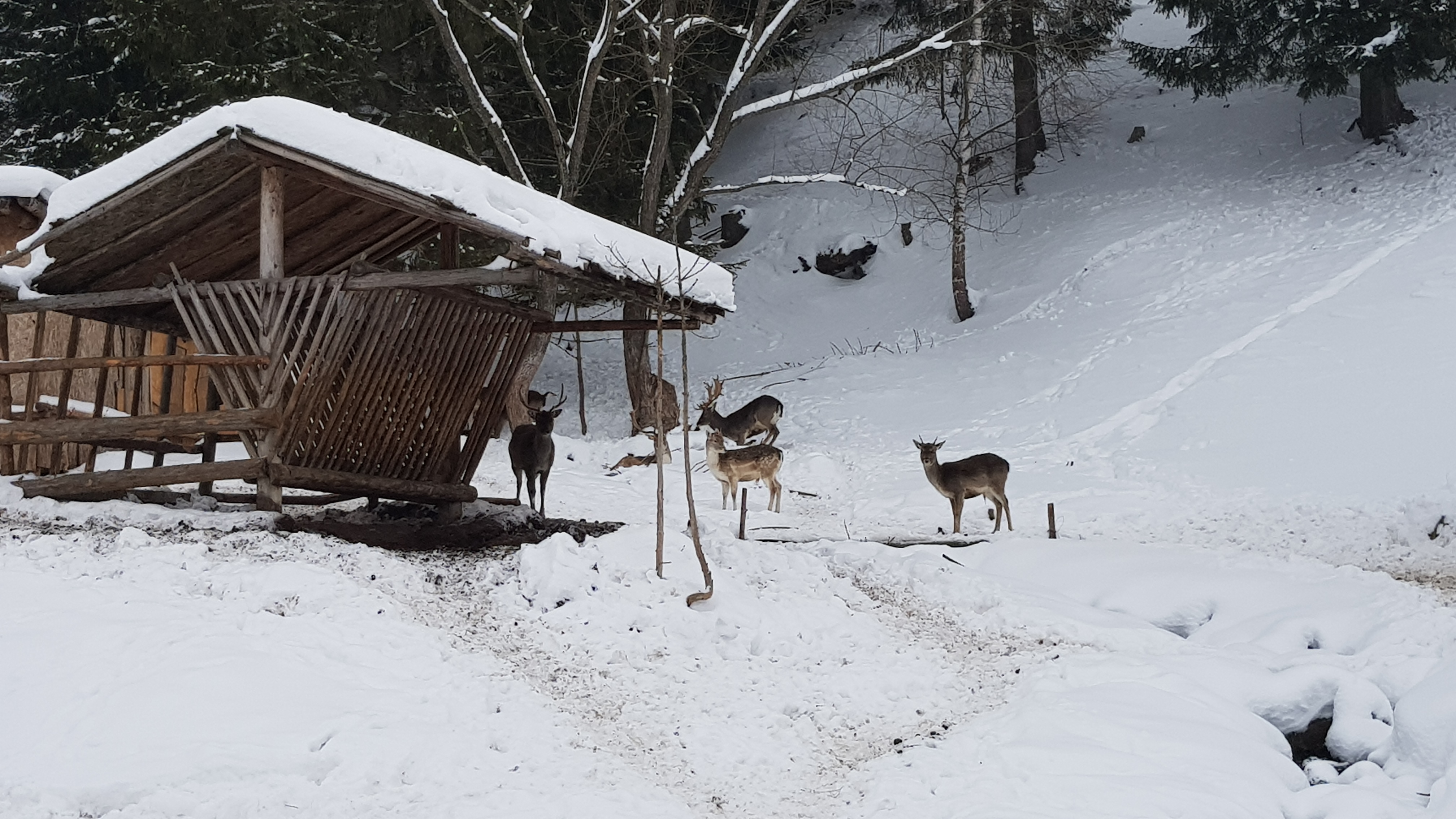 VIDEO&FOTO/ Alternativa la schi pe Valea Prahovei. Cât te costă distracția pe pârtie la Vatra Dornei