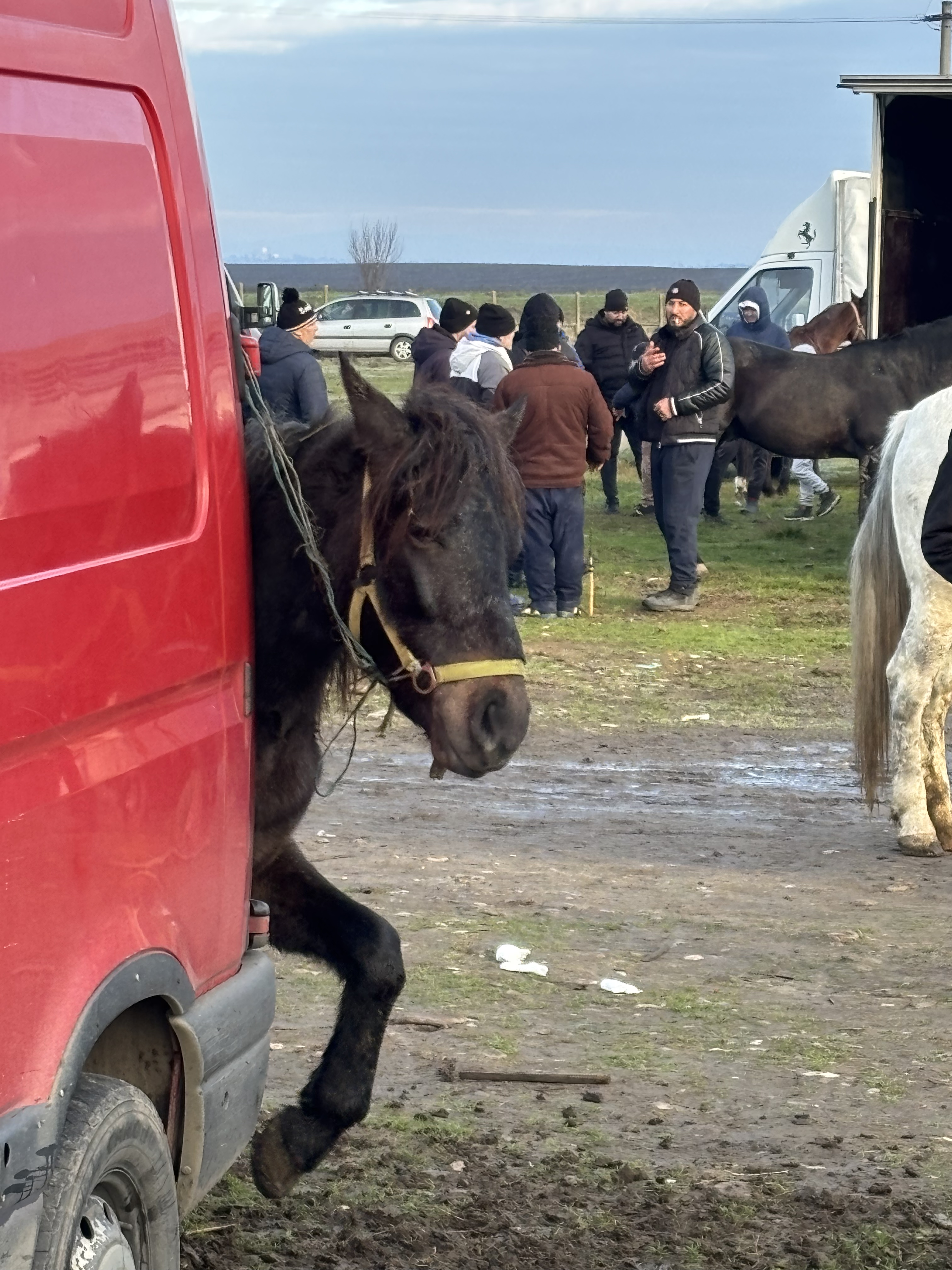 „N-am porc din cauza scroafelor de la București! Georgescu o să le dea cu râtul în noroi” - supărarea din Corbii Mari, Voluntari și Smeeni că porcii sunt interziși, de Crăciun, la vânzare în târgurile săptămânale