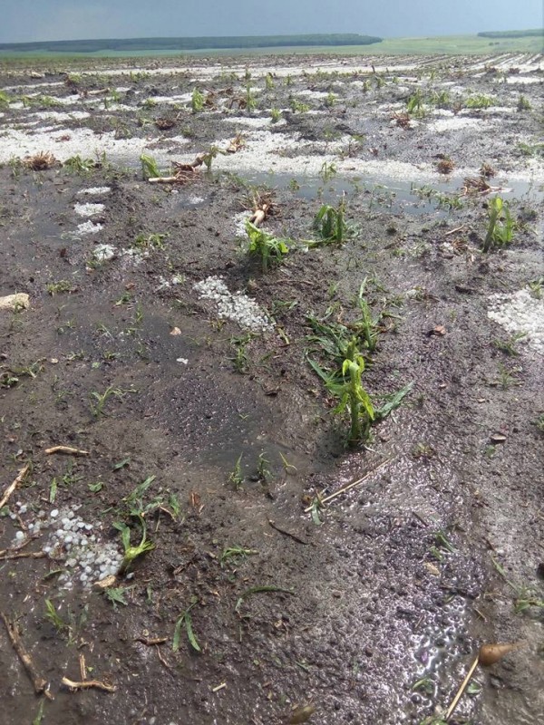 Culturi agricole distruse de gheaţă în județul Botoșani