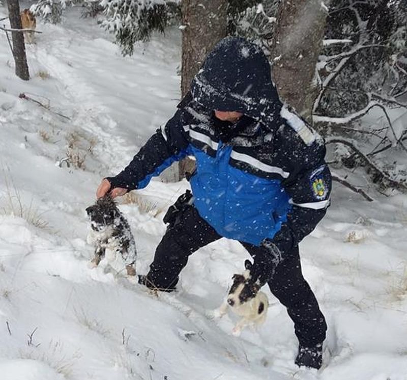 IMAGINI EMOȚIONANTE | Căței îngropați în zăpadă, salvați de jandarmii montani din Gorj. Cum a reacționat mama cățelușilor
