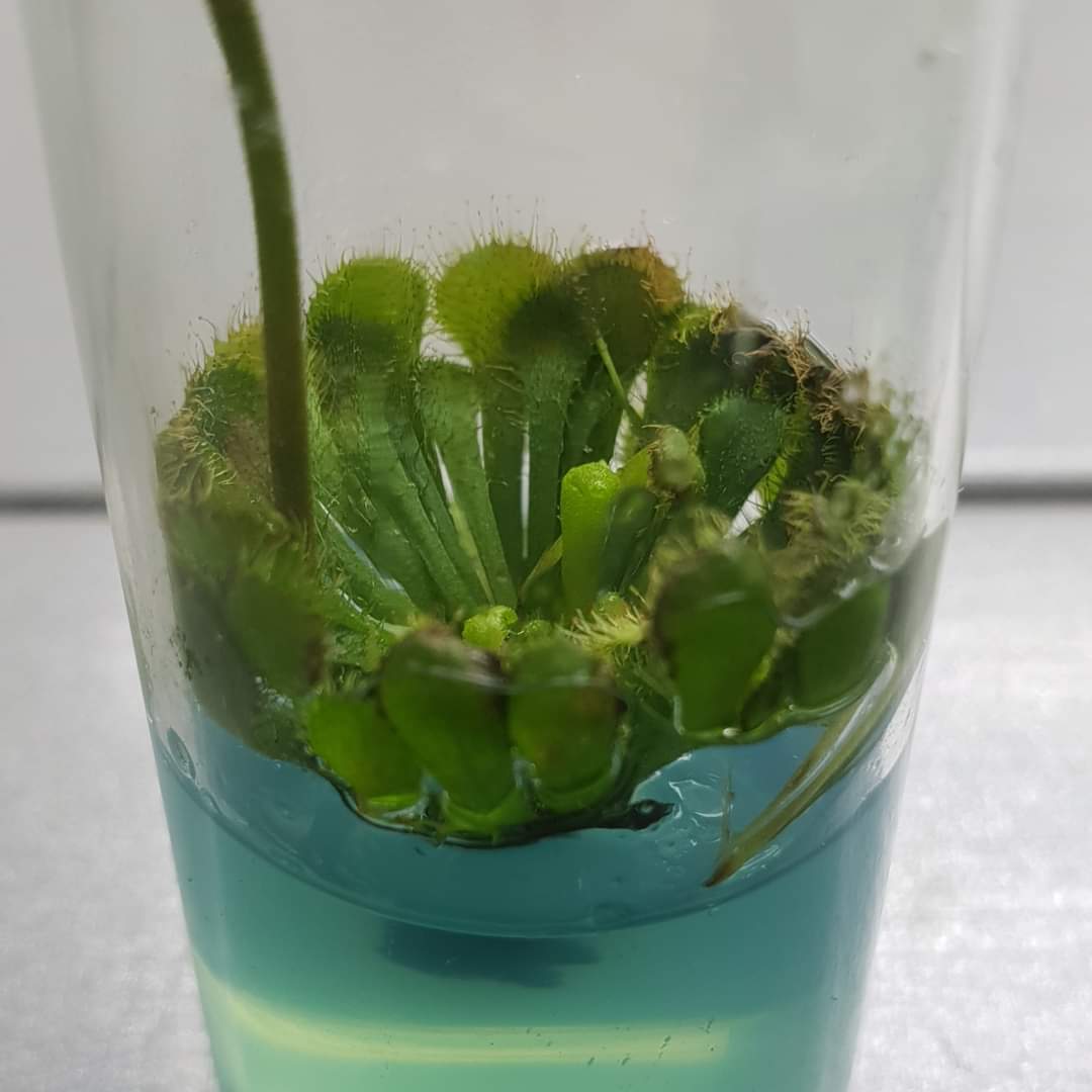 Românul care cultivă un milion de plante in vitro pe an: “Se întorc oamenii de afară. De ce să muncească pe plantația altuia pe o mie de euro, când poate lua 30 de mii pe a lui?”