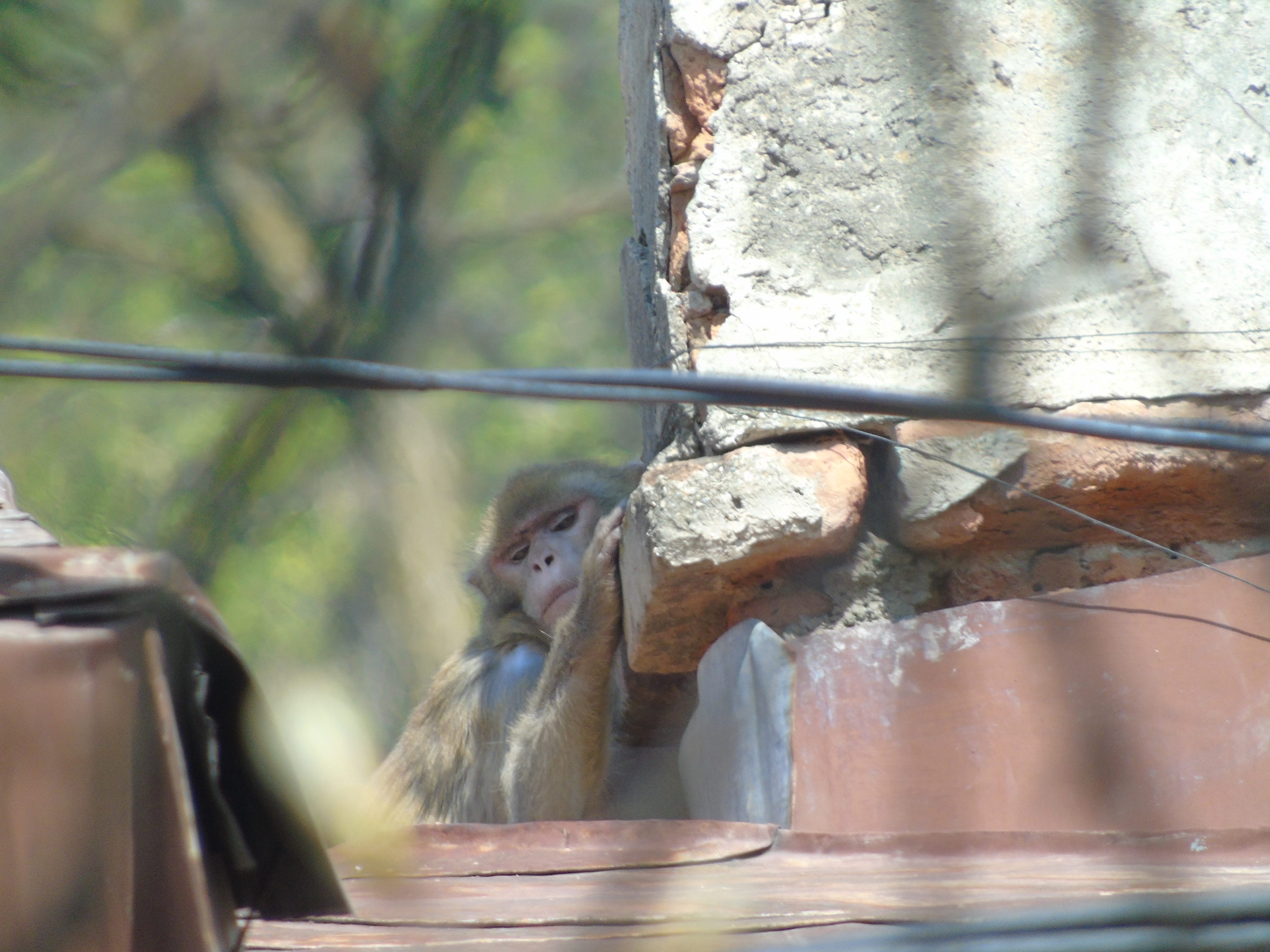 UPDATE: Maimuța care a evadat de la Zoo Neamț a fost prinsă. Macacul a fost tranchilizat / FOTO&VIDEO