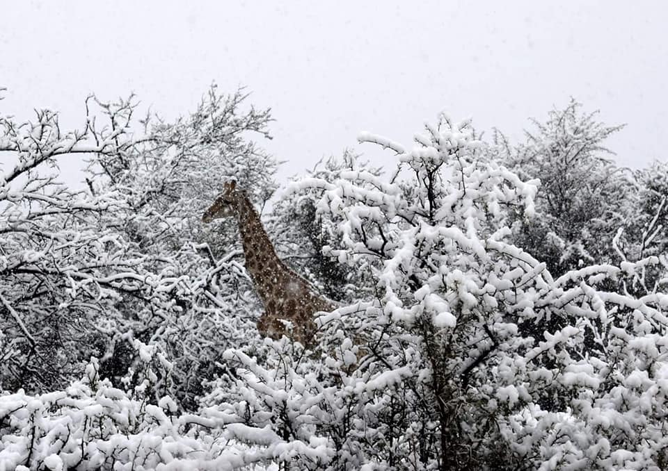 Imagini uimitoare cu elefanți și girafe în zăpadă surprinse în Africa de Sud