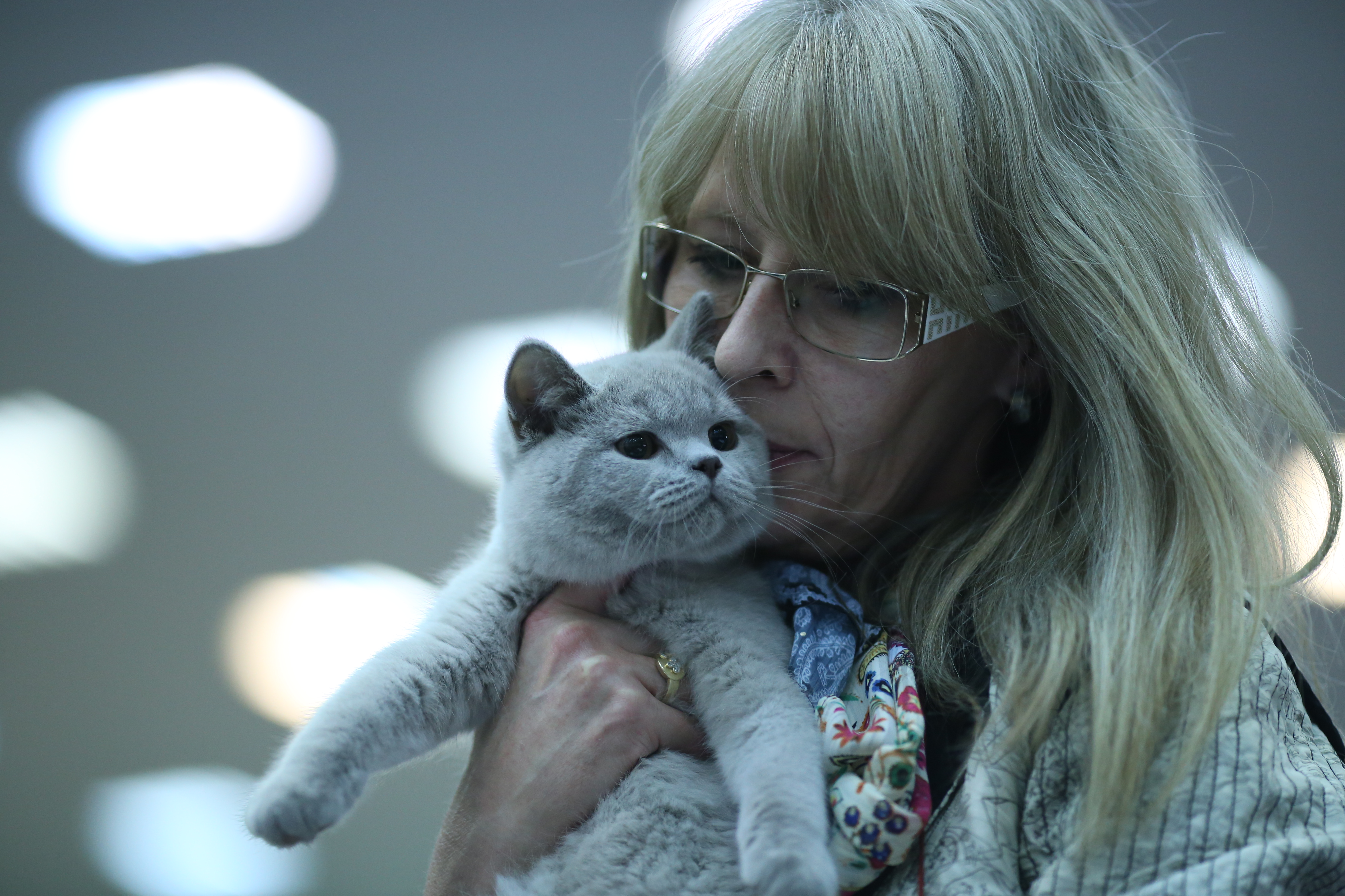 FOTO EXCLUSIV/ Expoziție de feline la Romexpo. Peste 250 de pisici de rasă din toată lumea vor putea fi admirate în acest weekend