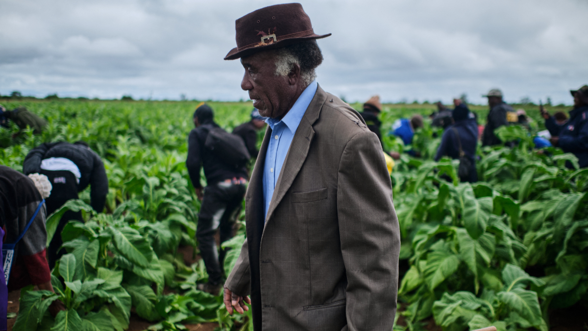 A farmer arrives during a tobacco field-day training at a farm outside Bulawayo on March 12, 2026. [Photo by Zinyange Auntony / AFP via Getty Images]