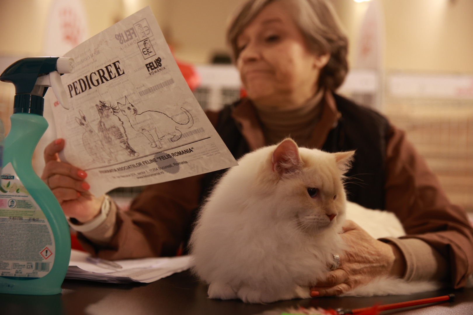 Pisici de top, priviri hipnotizante și povești spectaculoase. Cum a fost la Salonul Felin Internațional SofistiCAT