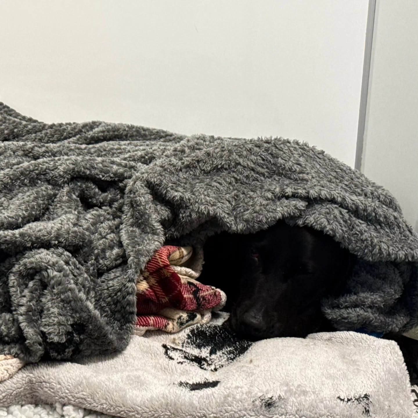 Tokyo, un labrador de 25 de kilograme, coborât „drogat” pe targă de pe cel mai înalt munte din Marea Britanie