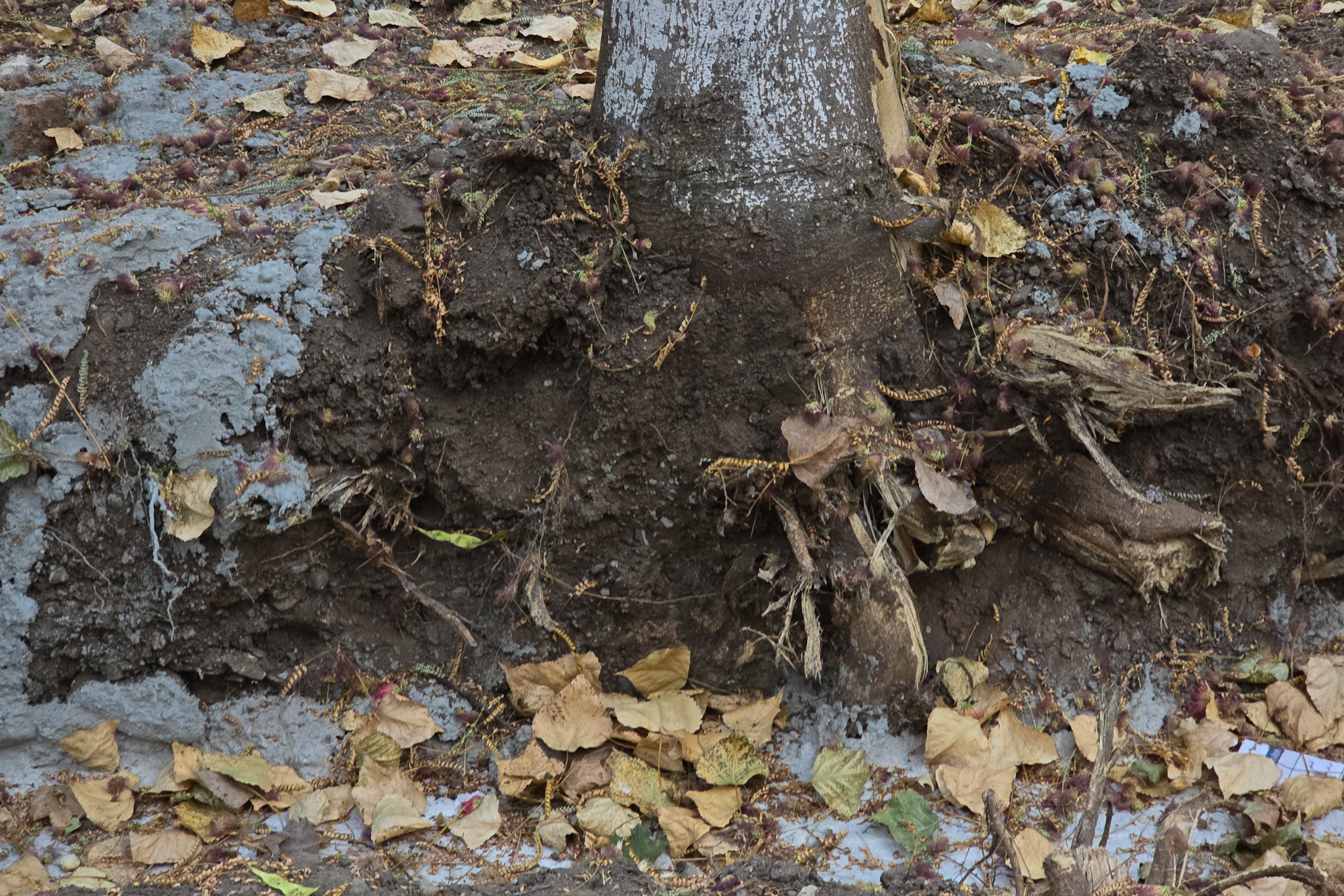 Au băgat excavatorul ca să facă șanțuri pentru gardul unei școli din București și au rupt rădăcinile a zeci de copaci