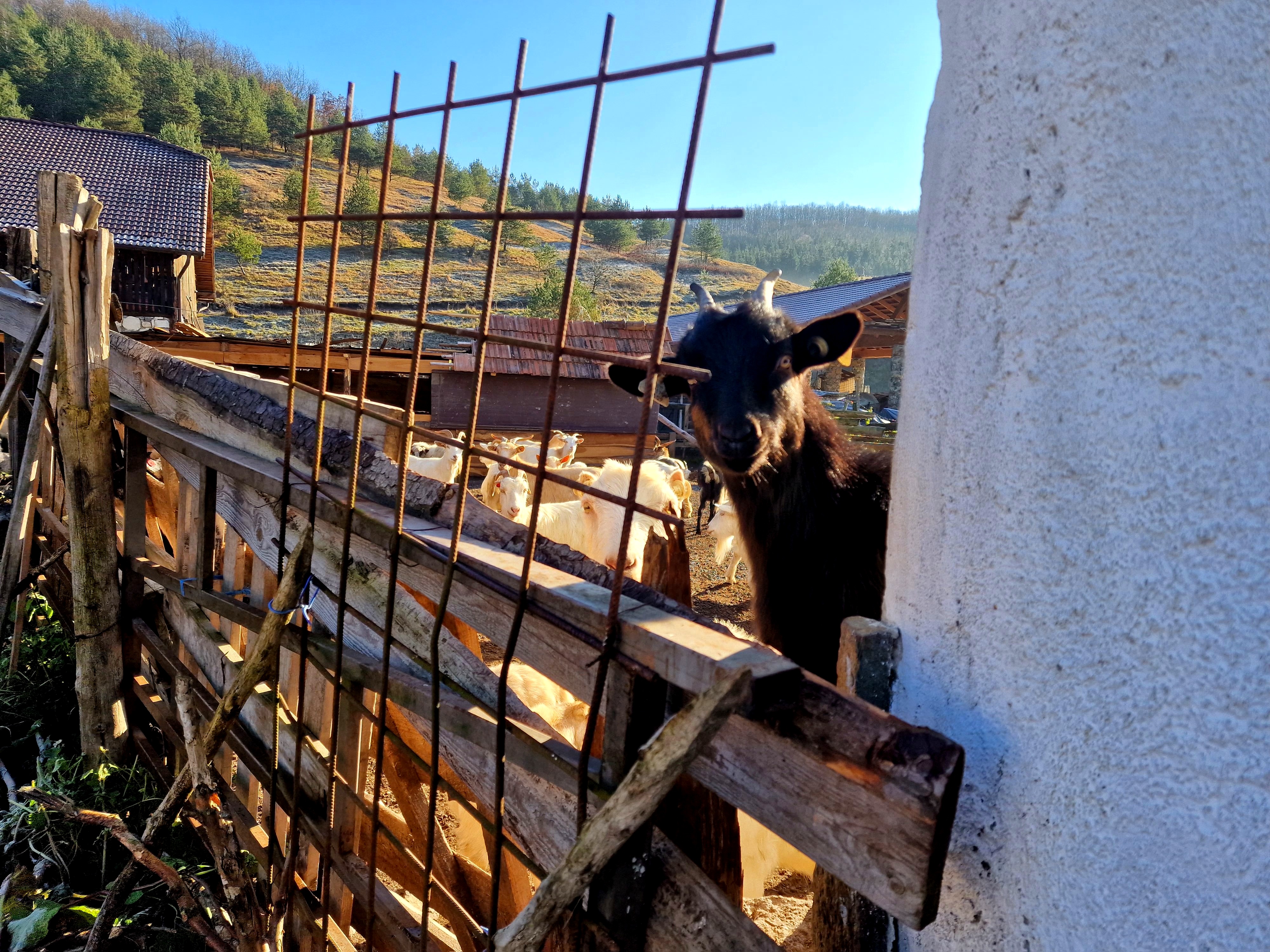 REPORTAJ. Problemele unui antreprenor întors acasă: „Cei de la ISU m-au întrebat: «Dar plan de evacuare cădere meteoriți aveţi?» Glumeau sau nu?”