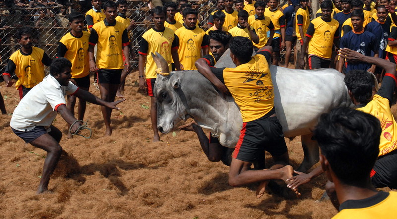 Un mort și zeci de răniți în prima zi a unui festival rodeo în India. Taurii sunt îmbătați înainte de a fi eliberați