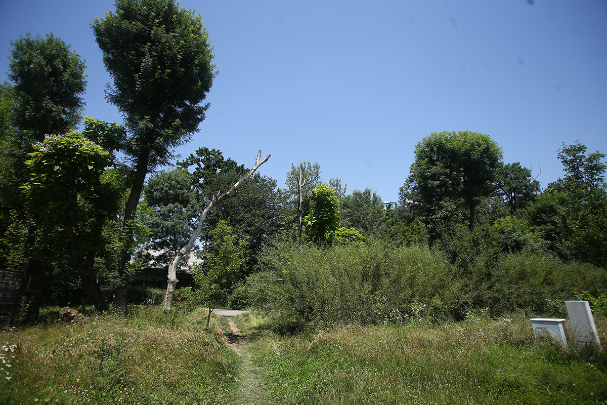 Jungla din nordul Bucureștiului. Cum au ajuns să arate două dintre „oazele de relaxare” ale Capitalei