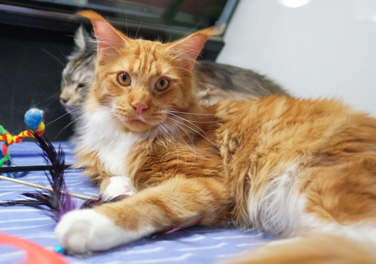 Cele mai frumoase pisici din lume - feline iubitoare și jucăușe